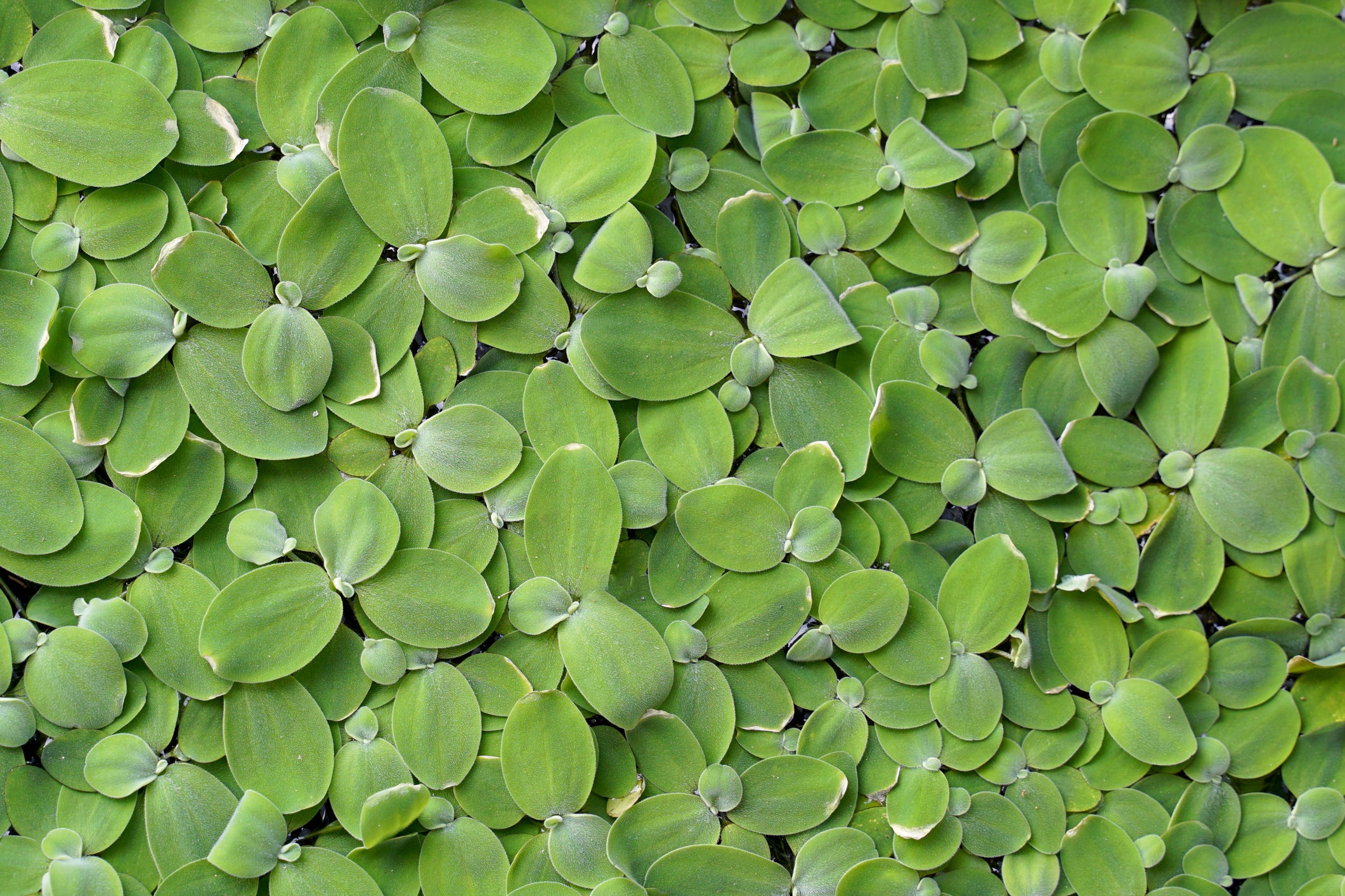 A colleciton of lemna leaves